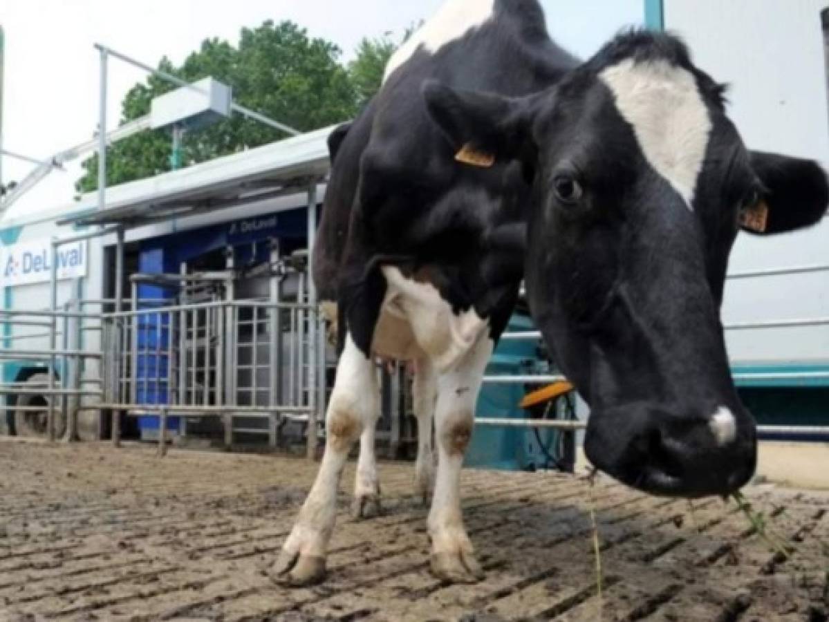 Francia: Con vacas que emiten menos carbono buscan ayudar al planeta