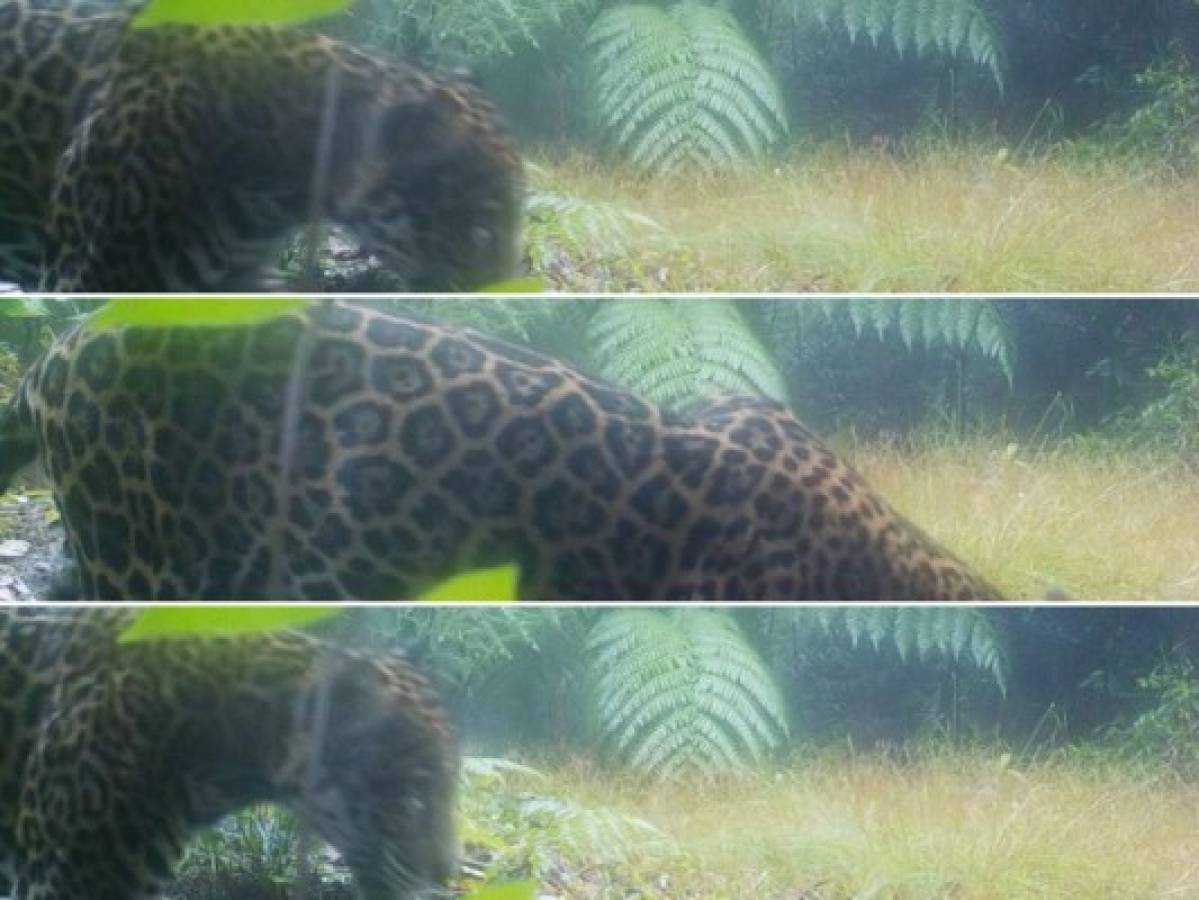 Honduras: Captan un jaguar Panthera onca en las montañas de Yoro