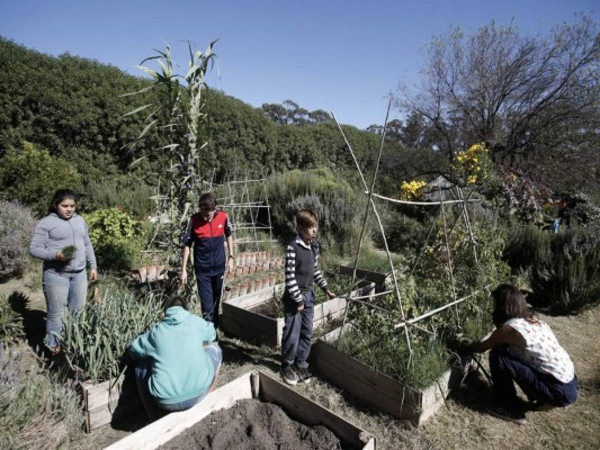 La ciudad argentina que se llenó de arboles frutales