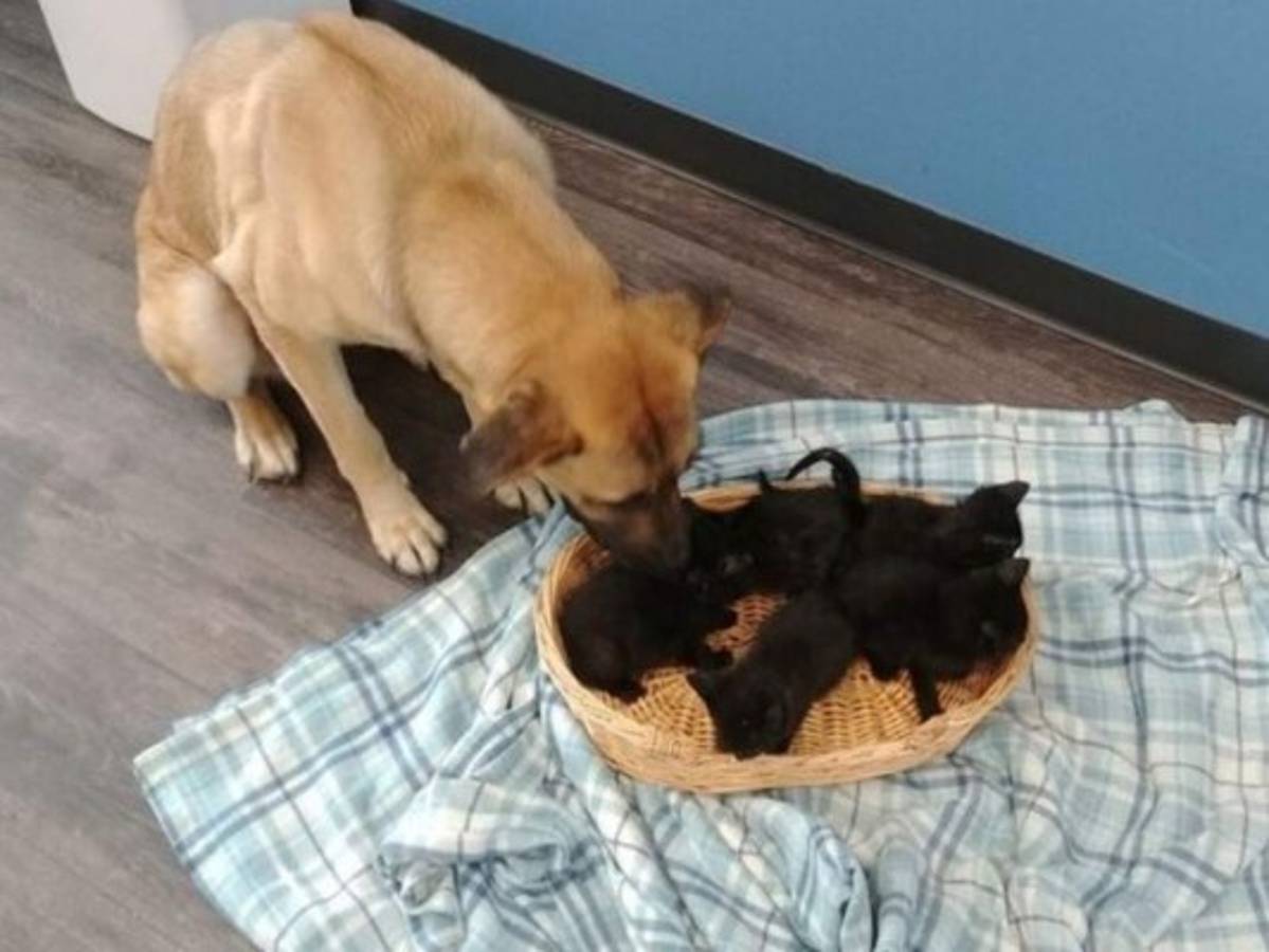 Perra callejera salva a gatitos abandonados en el frío de Canadá