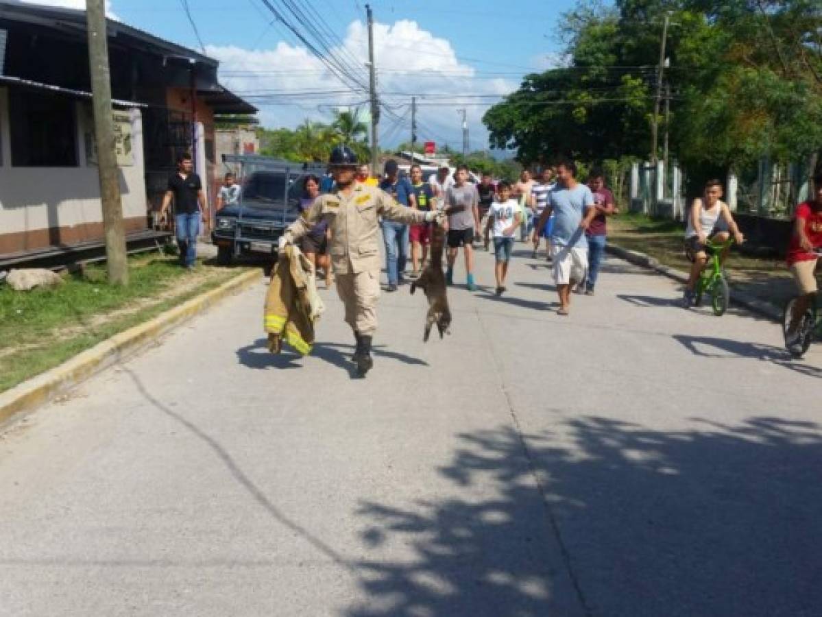 Rescatan a mapache que se había 'atrincherado' en un árbol para huir de perros