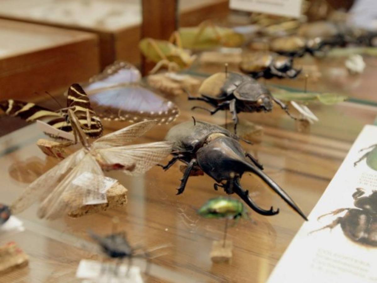 Curiosos insectos alberga la capital de Honduras