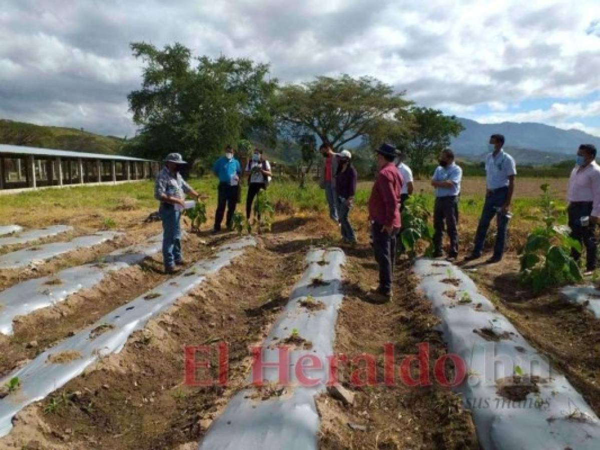 Ingeniería agronómica entra en la oferta de la regional de Comayagua