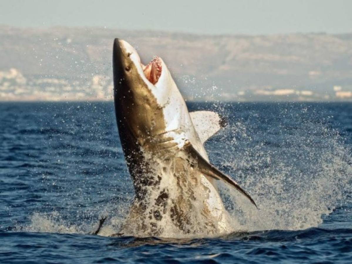 El increíble momento en que un tiburón salta para morder a paracadista en el Mar Rojo (VIDEO)
