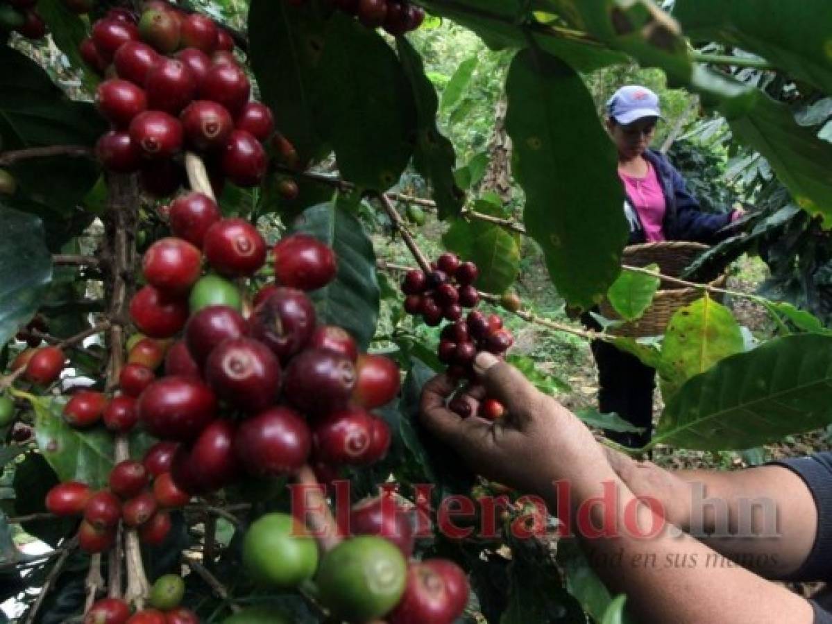 Casi 50% del café hondureño se ha exportado hacia Alemania y EE UU