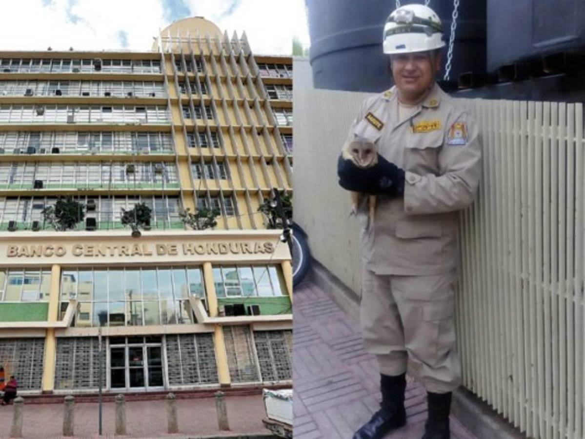 Una lechuza visita los antiguos predios del Banco Central de Honduras