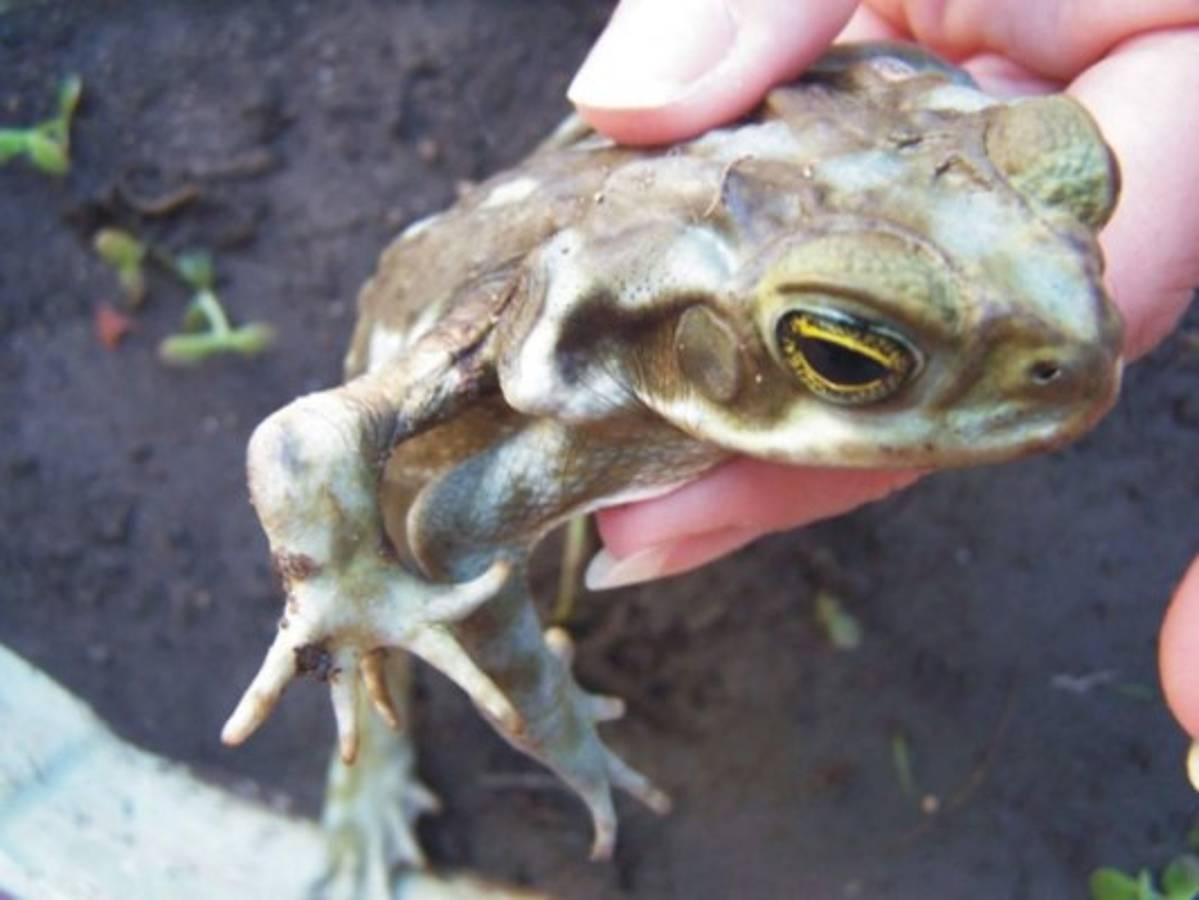 En Argentina promocionan sapos y ranas contra el dengue y zika