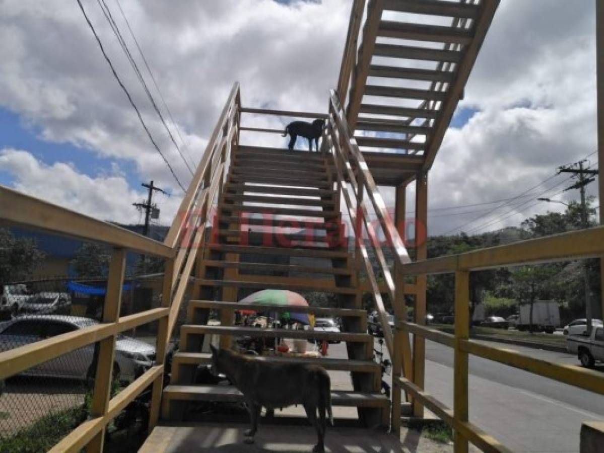 Los dos perros subieron el puente peatonal para cruzar al otro lado de la calle. Foto Johny Magallanes