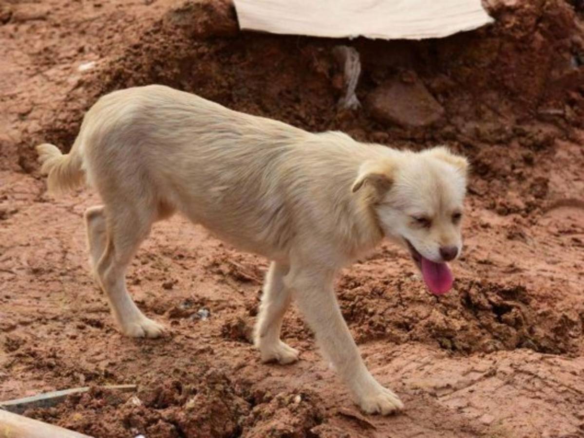 China se emociona con un perro que busca a su amo entre los escombros