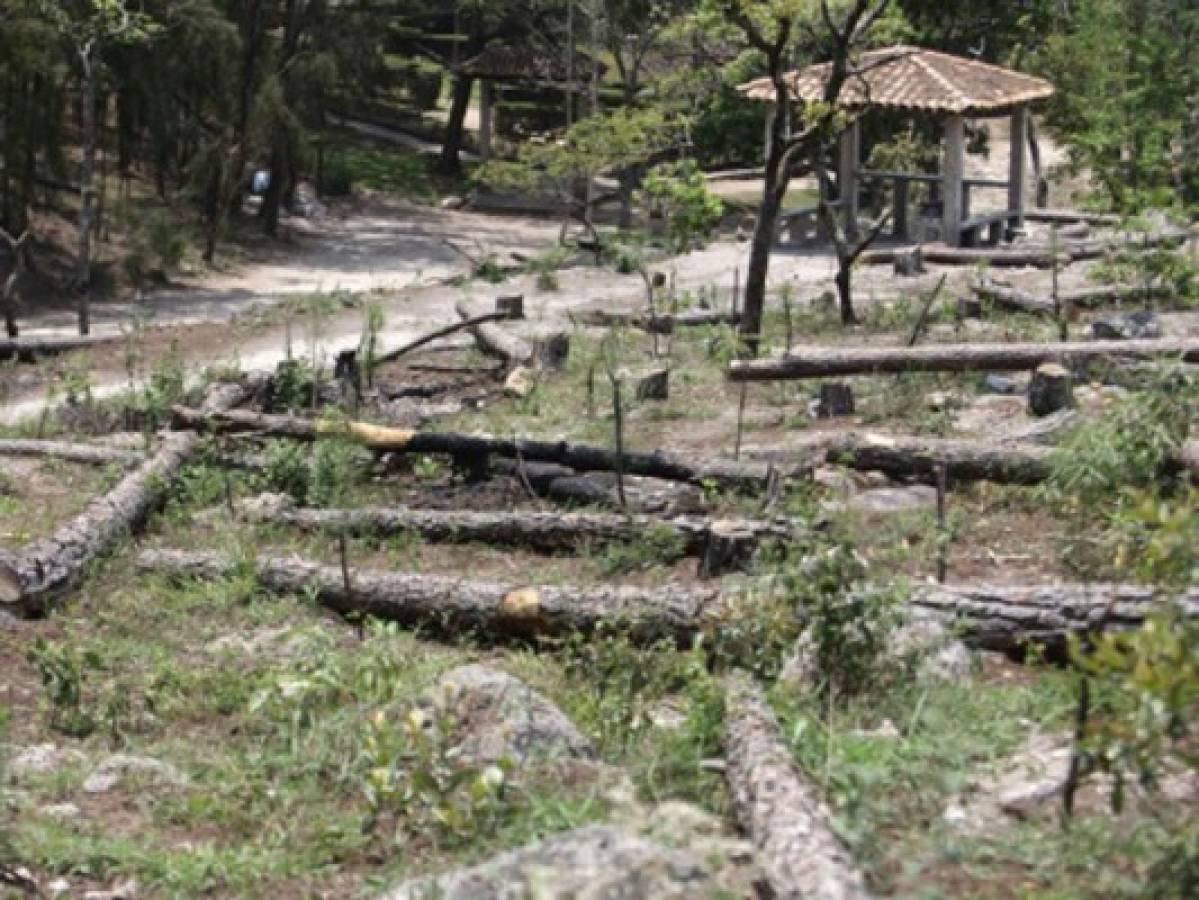 Con las lluvias iniciará plan de reforestación en la capital