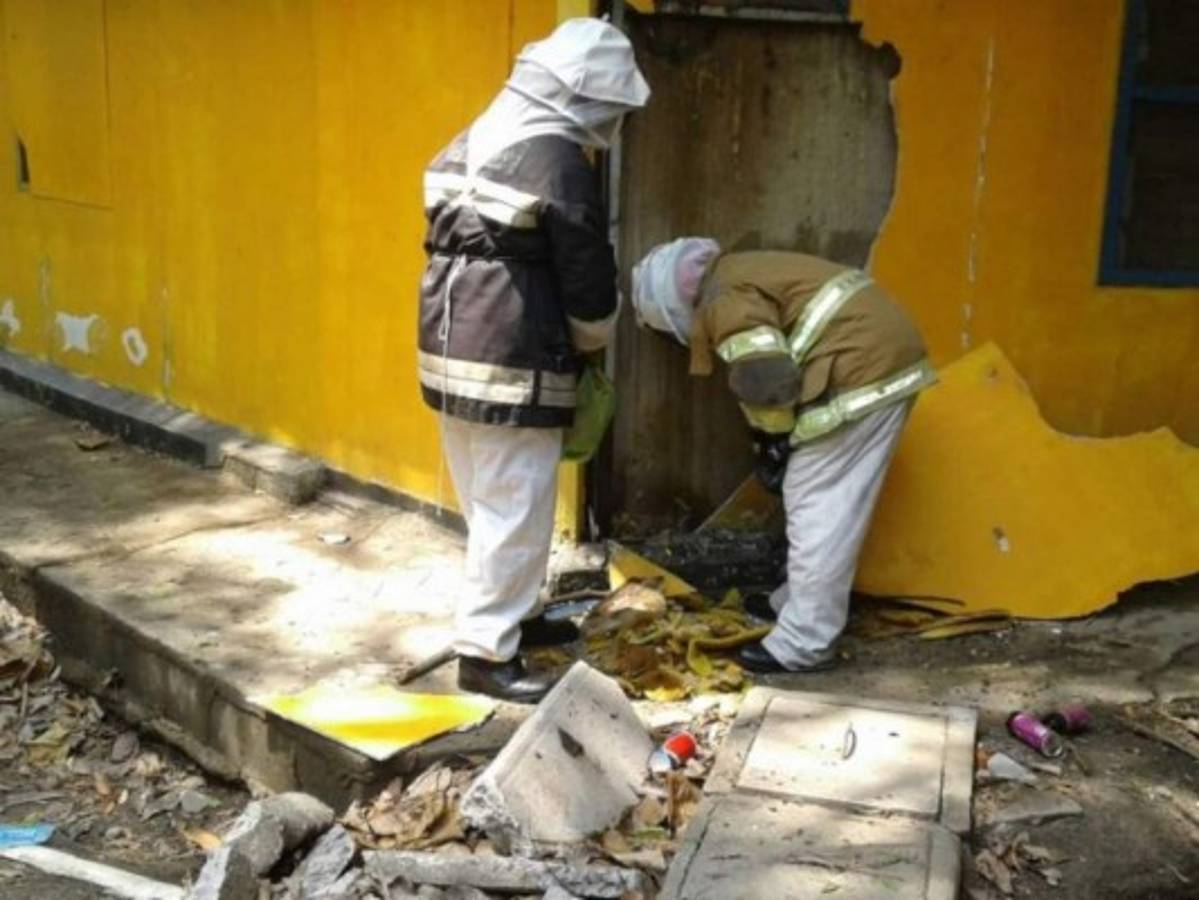 Retiran enjambre de abejas africanizadas en predios de la Universidad Nacional Autónoma de Honduras-Valle de Sula
