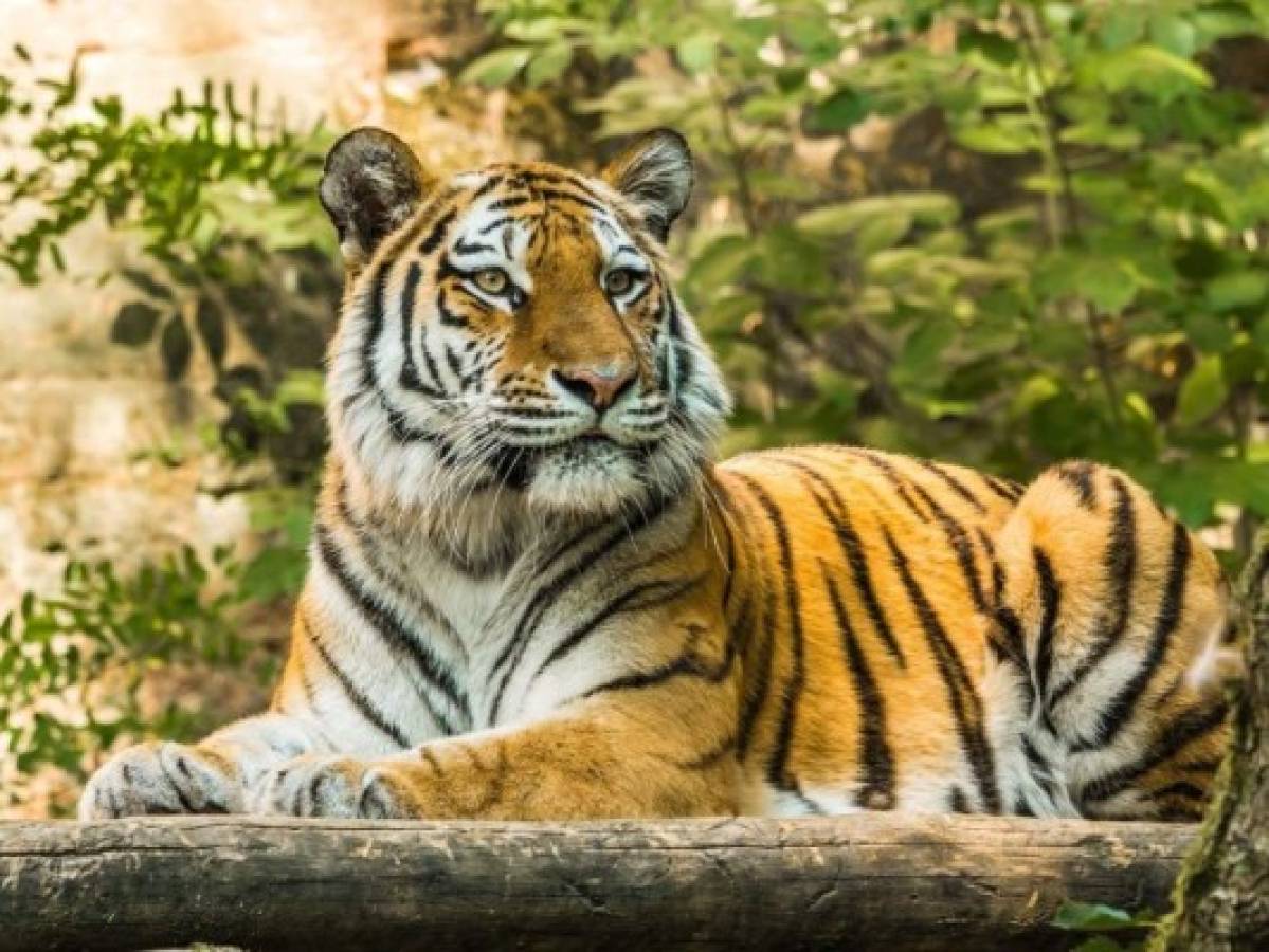 Presentarán cargos contra empleado que fue atacado y provocó la muerte de un tigre en Florida