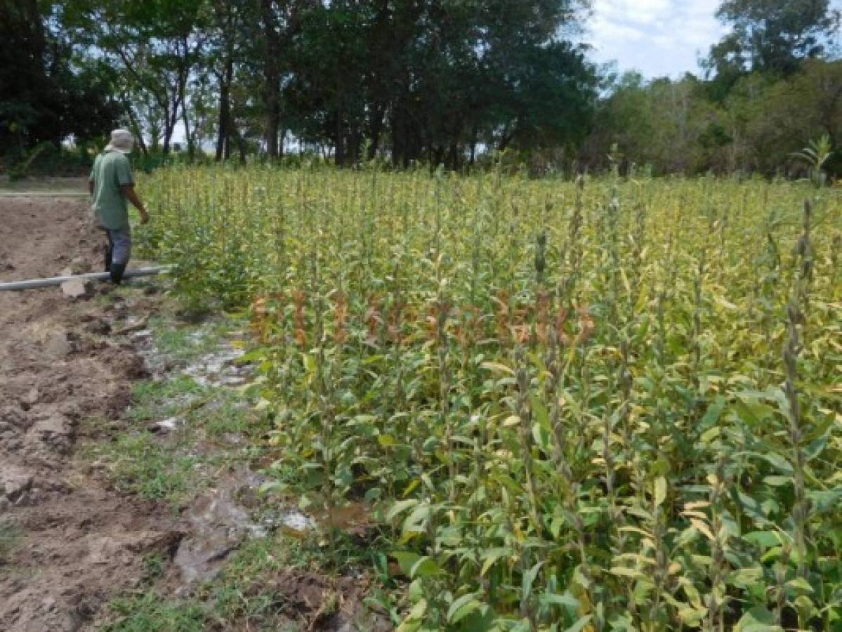 Fortalecerán el centro agrícola de La Lujosa en el sur de Honduras
