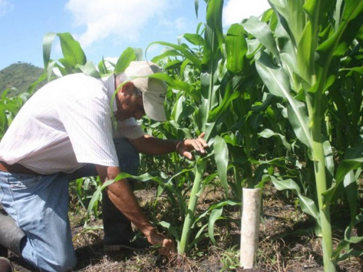 Superficie sembrada de maíz creció 63,500 manzanas en 16 años