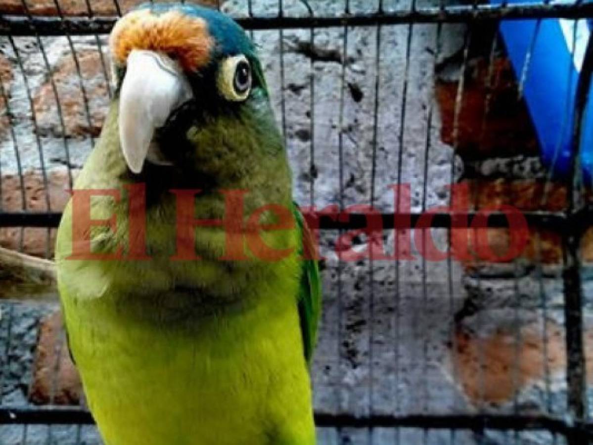Suspenden cobro por registro de aves silvestres en Honduras