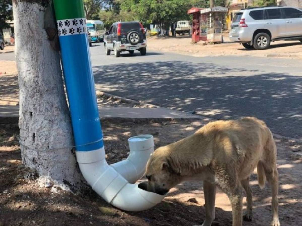 Instalan más dispensadores de comida y agua para perritos de la calle en la capital
