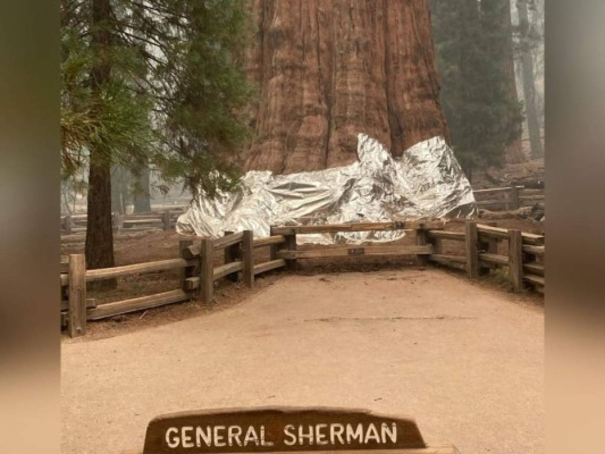 Tratan de salvar de los incendios en California al árbol más grande del mundo