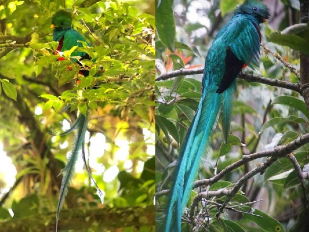 Bosques hondureños tendrían más quetzales que los de Guatemala en la actualidad