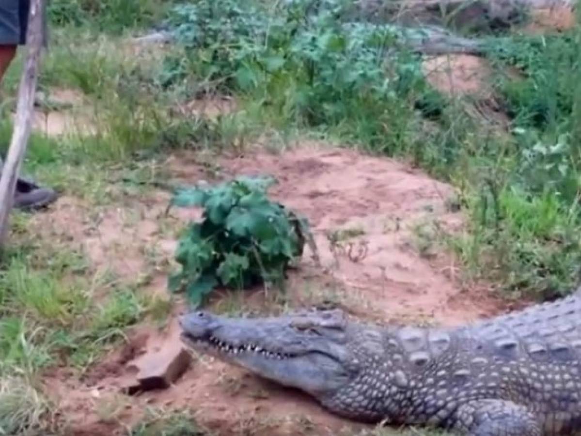 Viral: Hombre se enfrentó a un feroz cocodrilo con un bastón