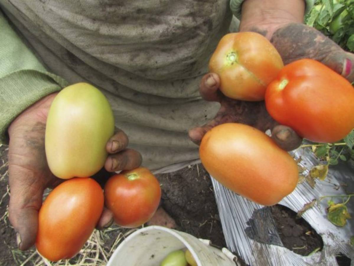 Crece la producción de hortalizas en tierras del altiplano de Danlí