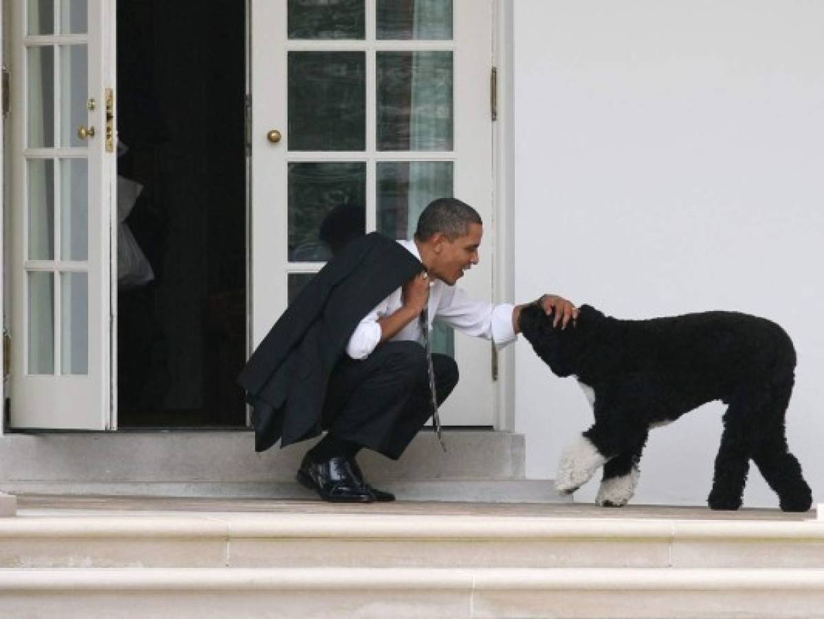 Muere Bo, el perro de Barack Obama y estrella de la Casa Blanca