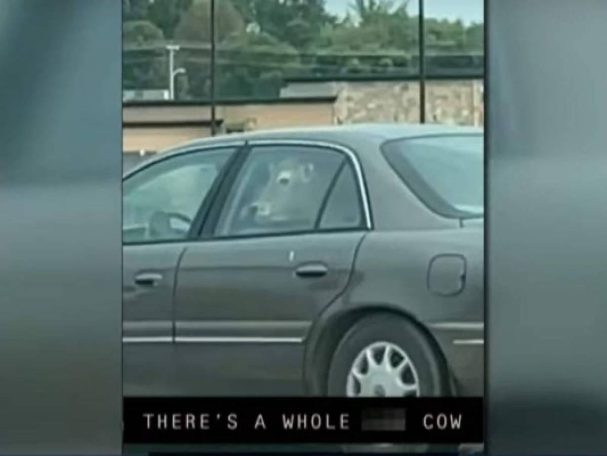 Captan a hombre visitar un restaurante de comida rápida junto a su vaca