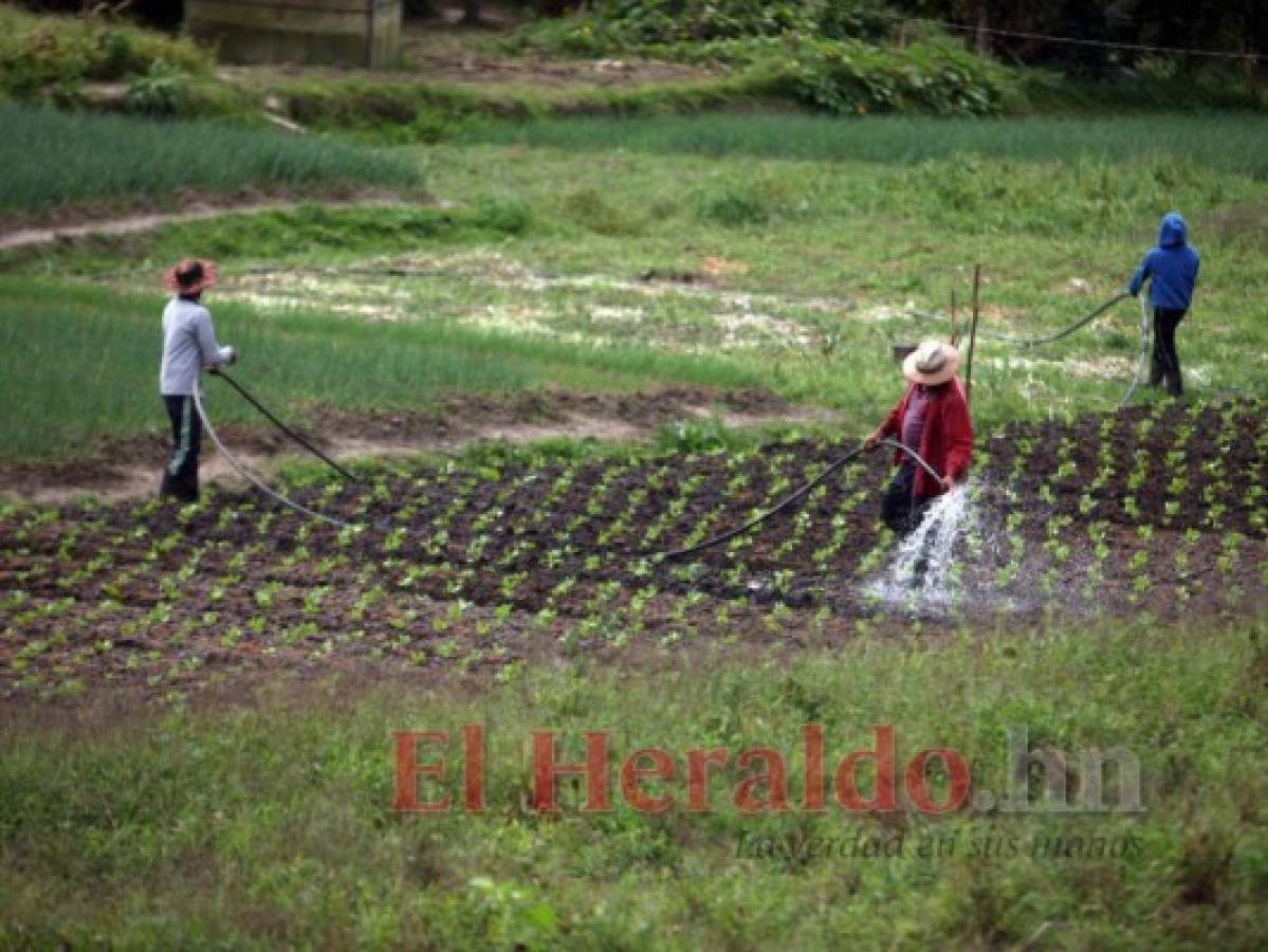 Honduras: Productores garantizan cosecha de granos básicos