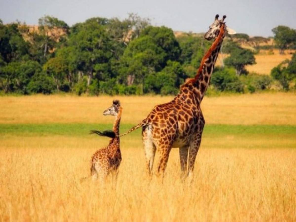 La jirafa está en peligro de extinción por pérdida de su hábitat y caza ilegal