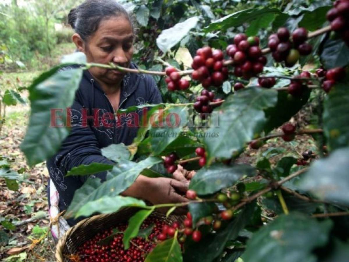 Caficultores urgen de personal para cortar café en zona oriental