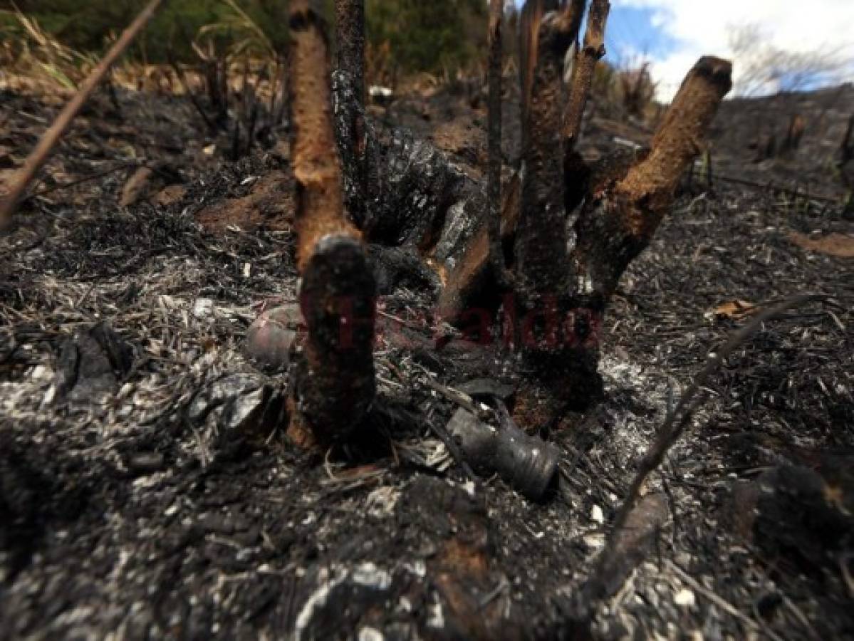 Incendios forestales amenazan unos 125 municipios de Honduras