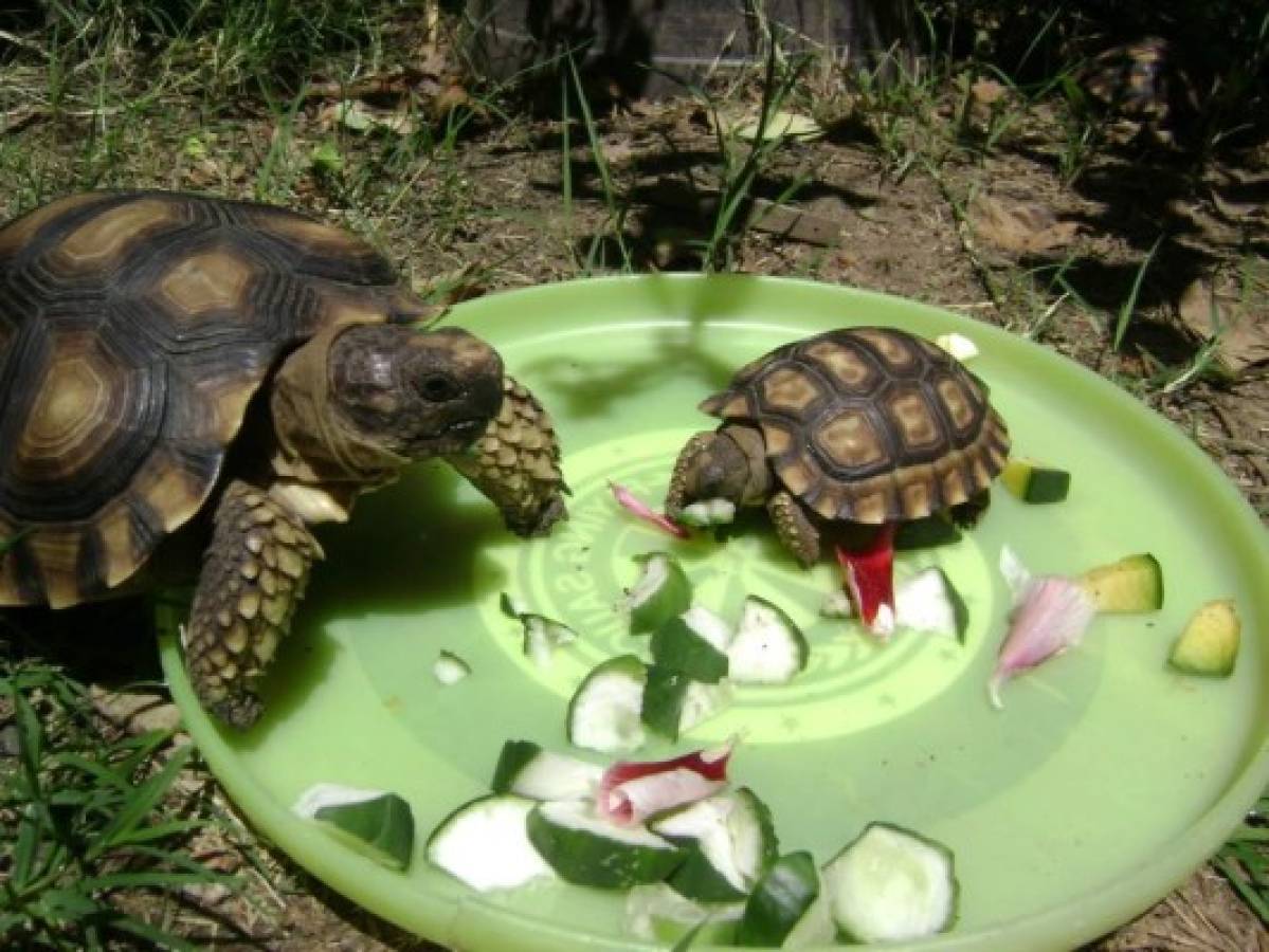 Las tortugas, mascotas amigables