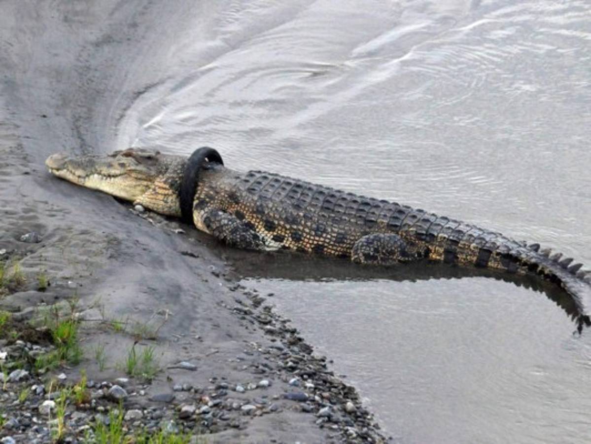 Recompensa por quitar neumático del cuello de cocodrilo gigante en Indonesia