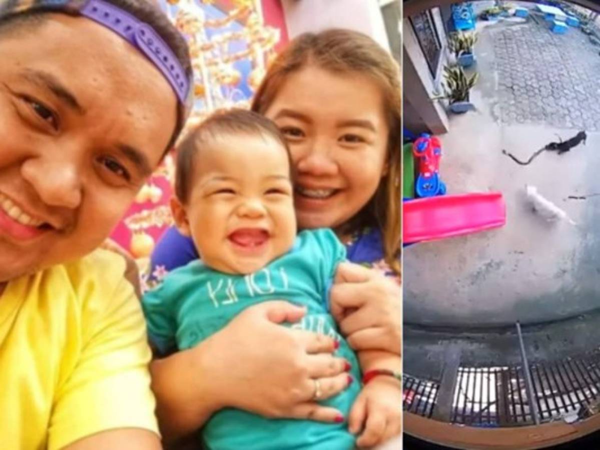 VIDEO: Perros pelean con una serpiente para proteger a una bebé