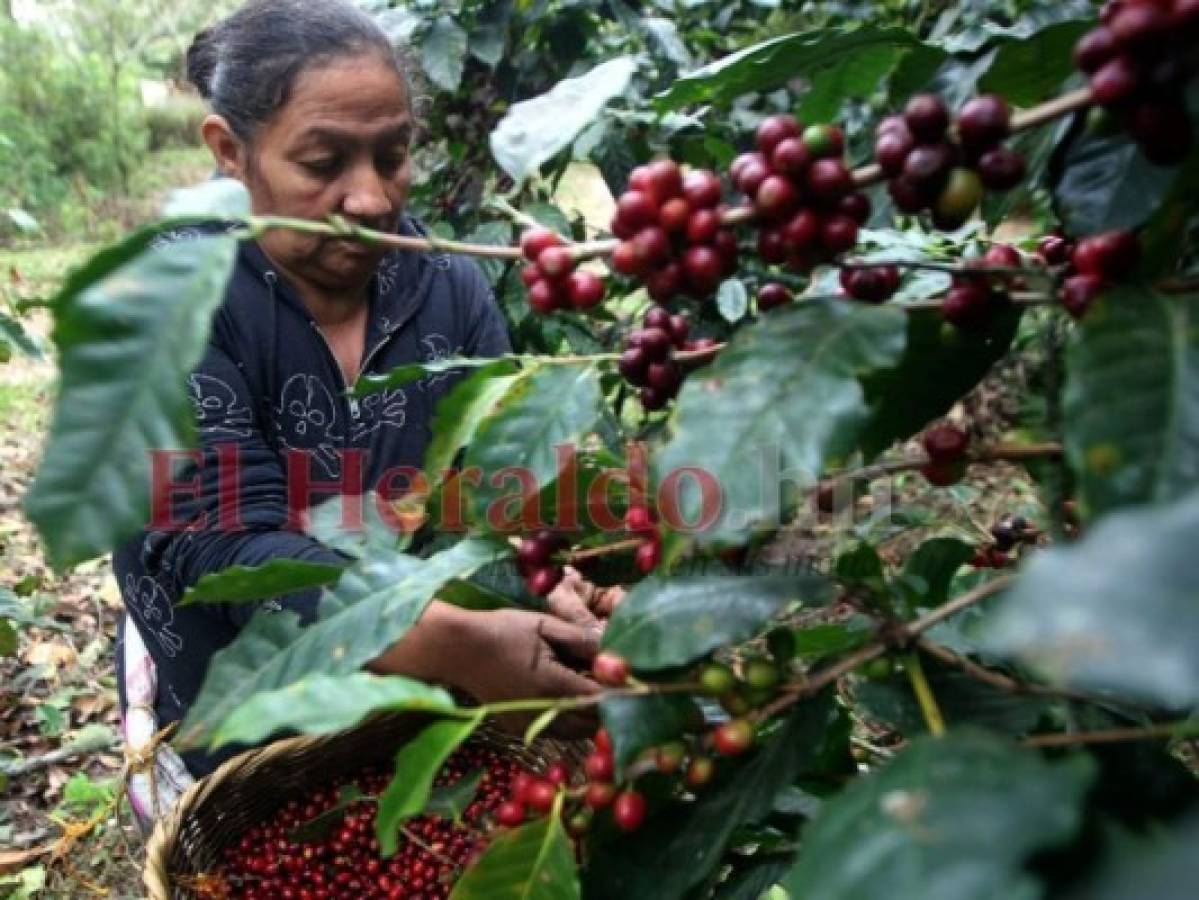 Fortalecerán centros de triaje ubicados en municipios productores de café en Honduras