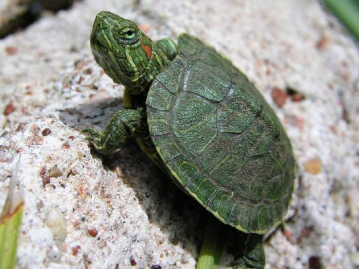 Las tortugas, mascotas amigables