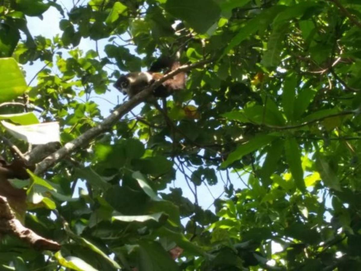 Rescatan a mapache que se había 'atrincherado' en un árbol para huir de perros