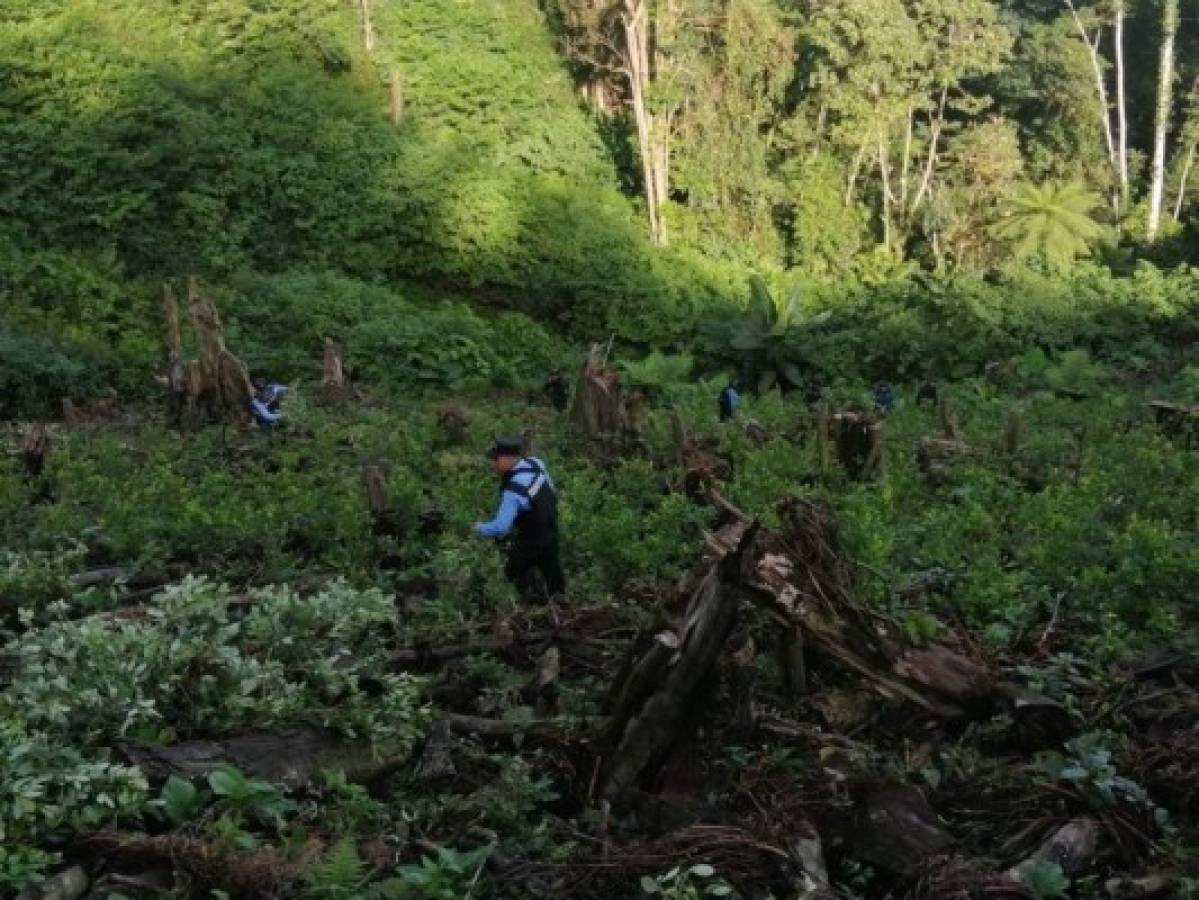 Las plantas de supuesta cocaína ya estaban listas para su corte y posterior elaboración como pasta.