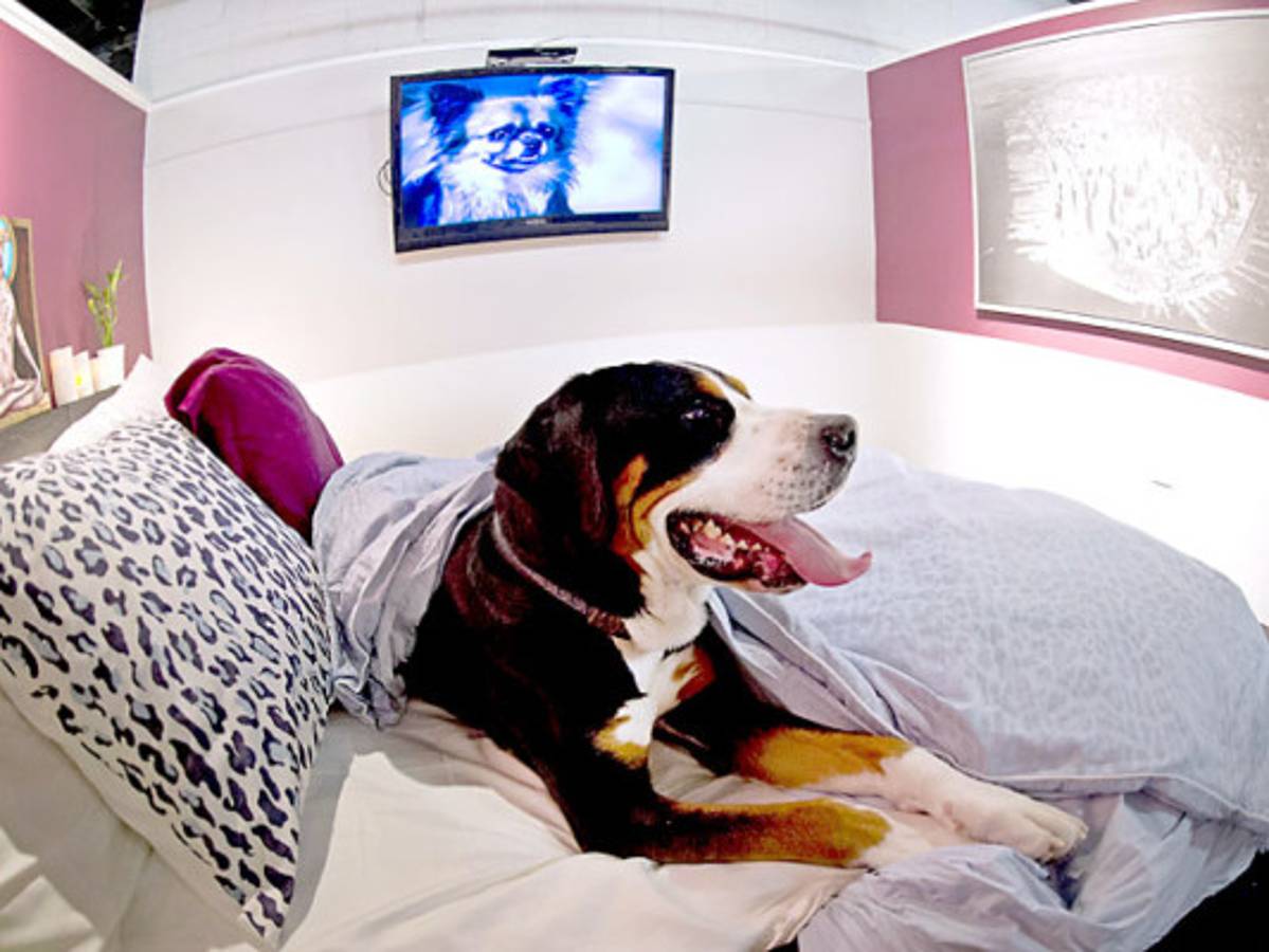 Hotel de lujo canino