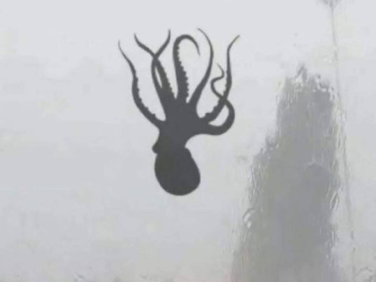 Llueven pulpos, estrellas de mar, camarones y almejas en China