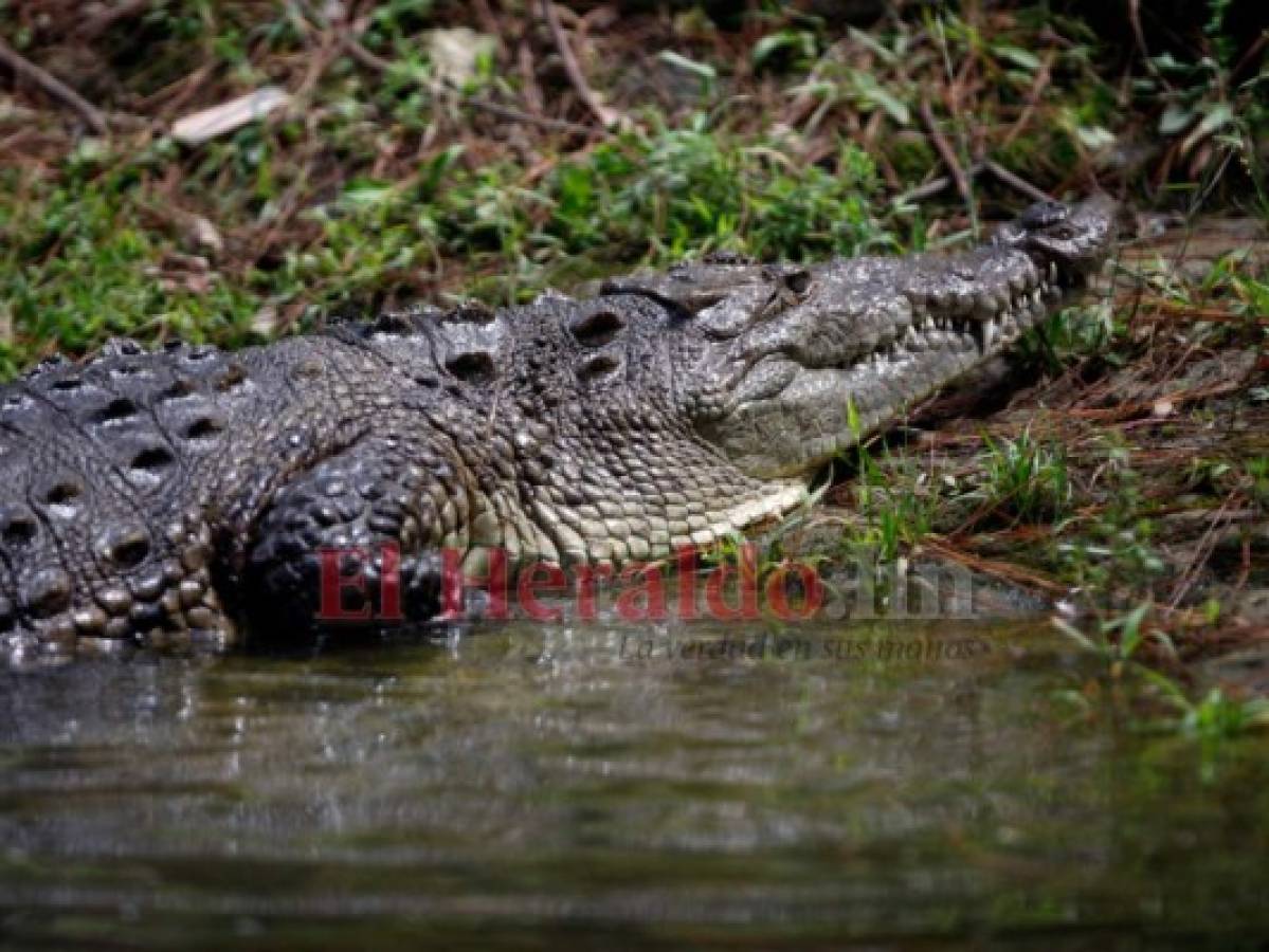 Recorriendo el zoológico Rosy Walther: La cocodrila, el reptil que ama la soledad   