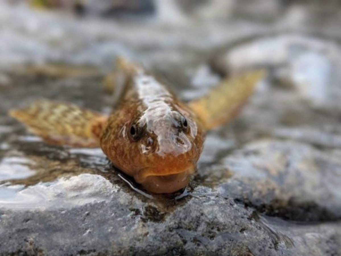 Graban a pez de 65 millones de años de antigüedad y más raro de Europa