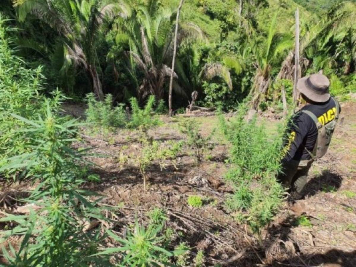 Desmantelan una plantación de marihuana en Tocoa, Colón