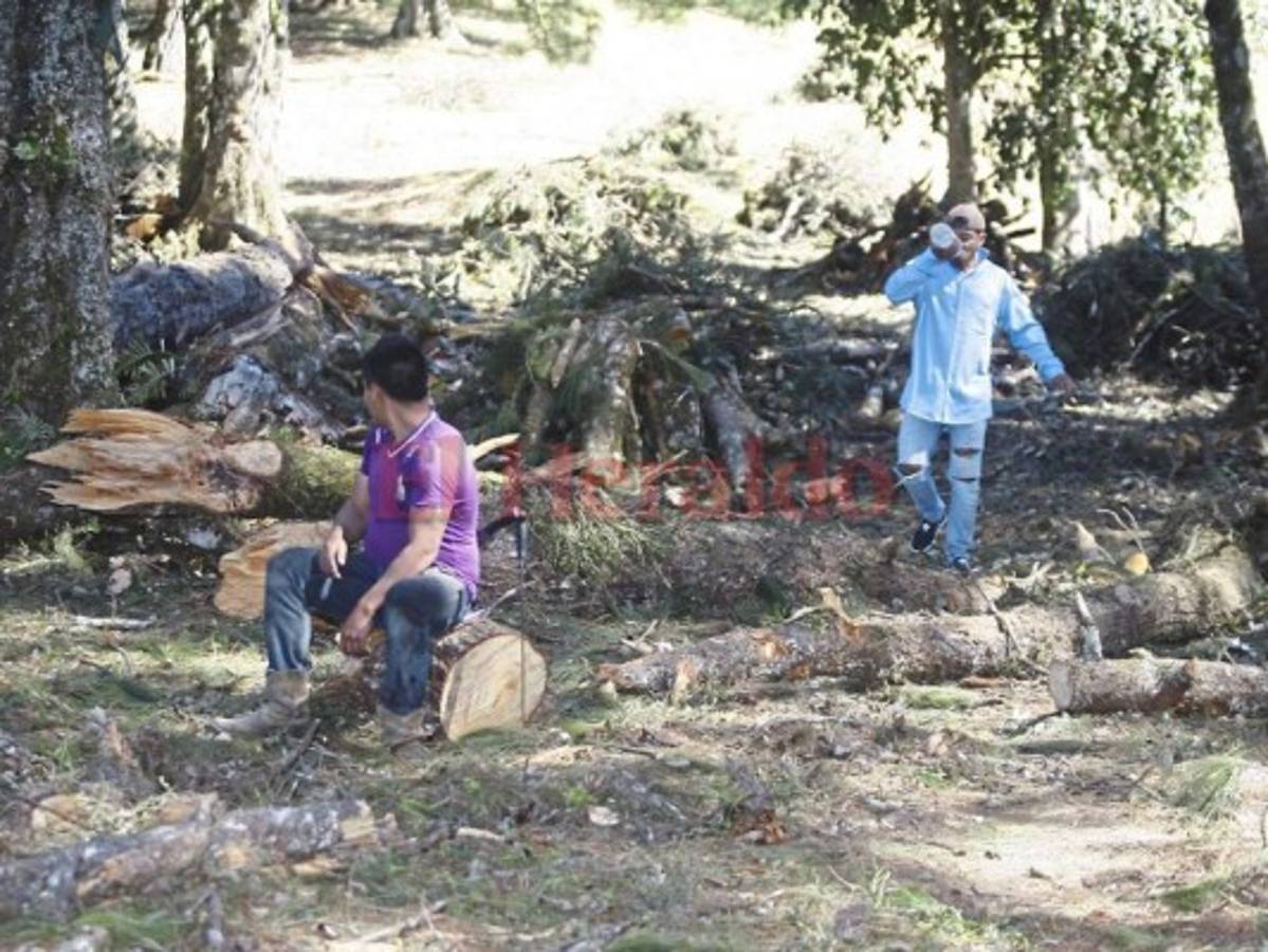 Ministerio Público investiga tala de pino en reserva El Jilguero en Opatoro, La Paz