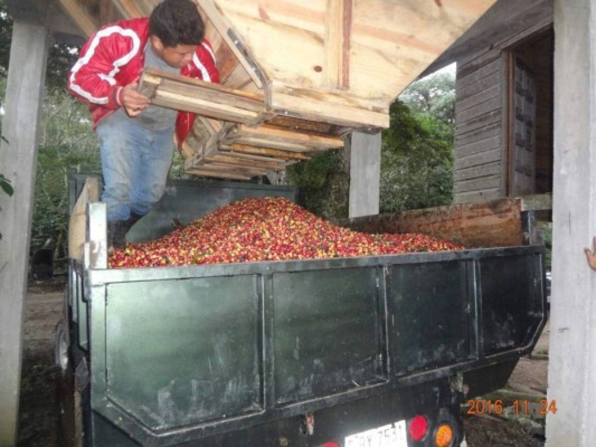 Honduras: La venta de café sostiene a Comayagua