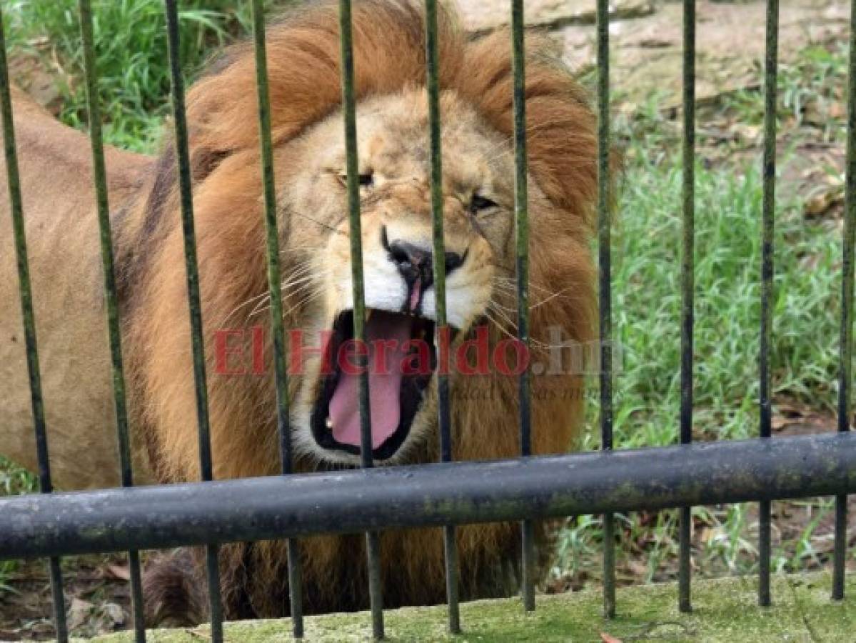 Recorriendo el zoológico Rosy Walther: Simba, el rey león, experto en ignorar al público