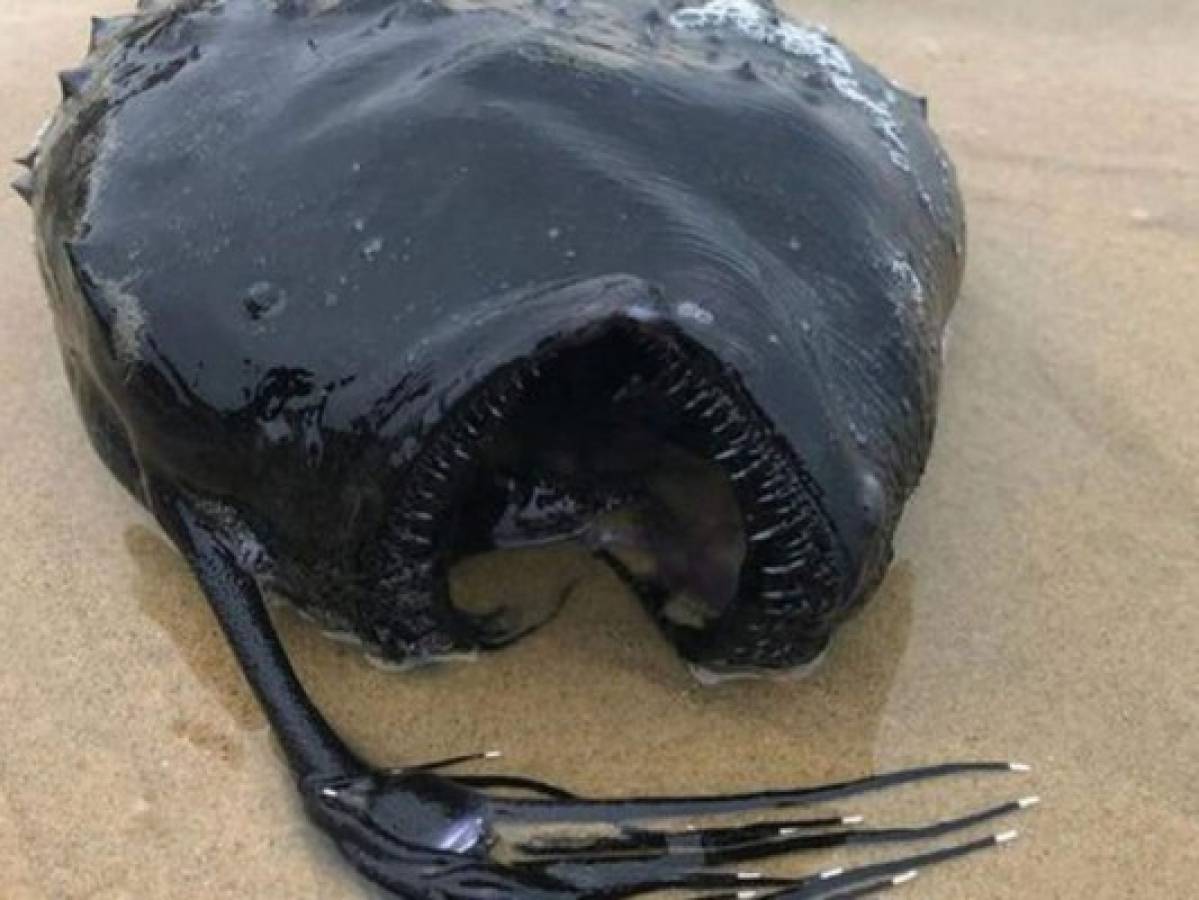 El monstruoso pez que vive en abismos de los océanos es hallado en California