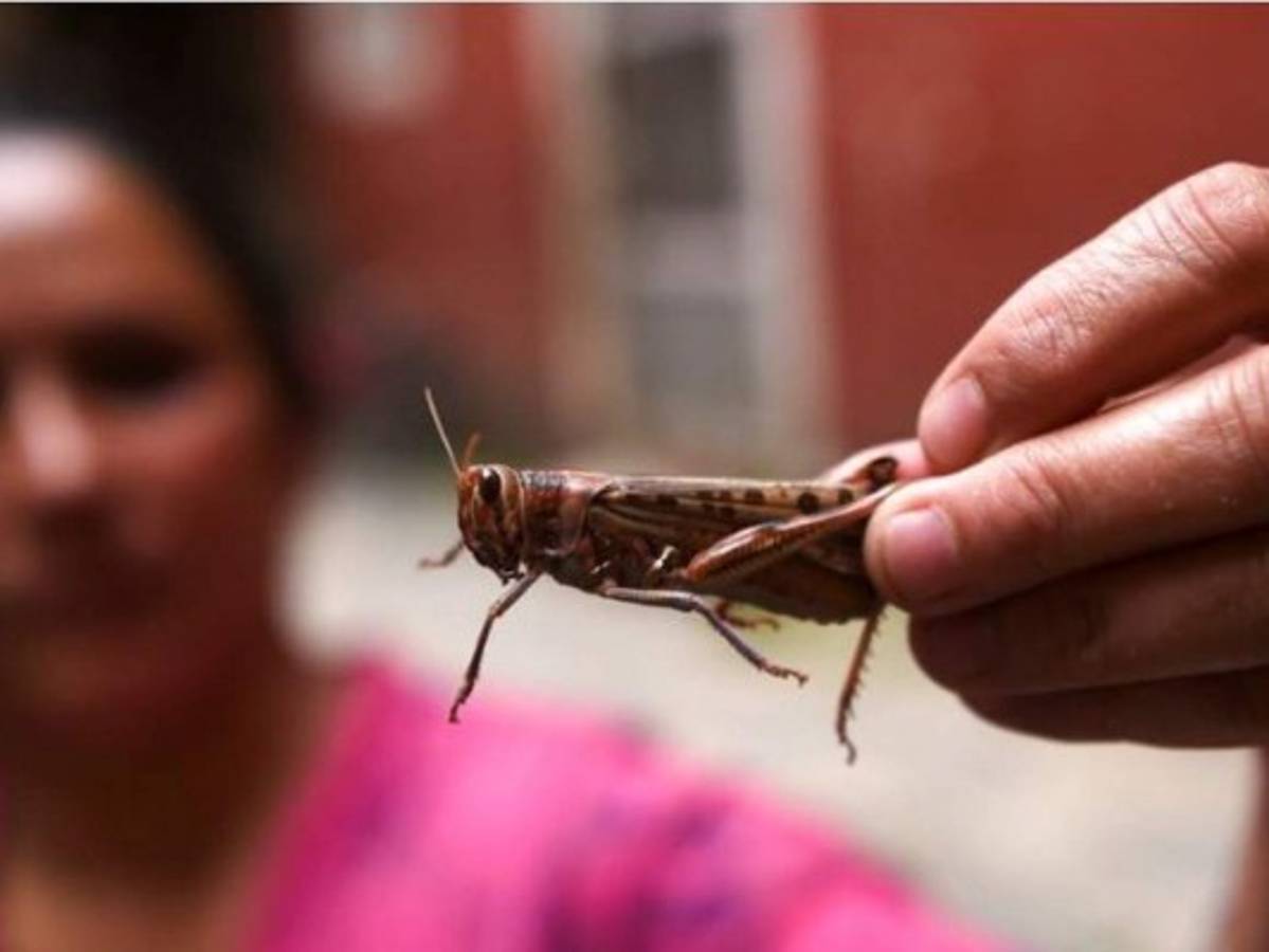 En alerta por una langosta centroamericana que afecta cultivos