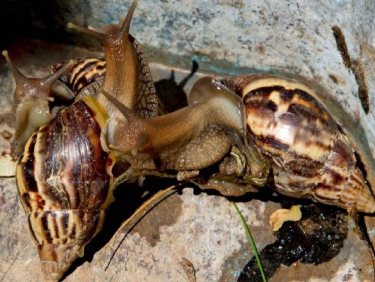 Plaga de caracoles gigantes azota Cuba y enciende alarmas