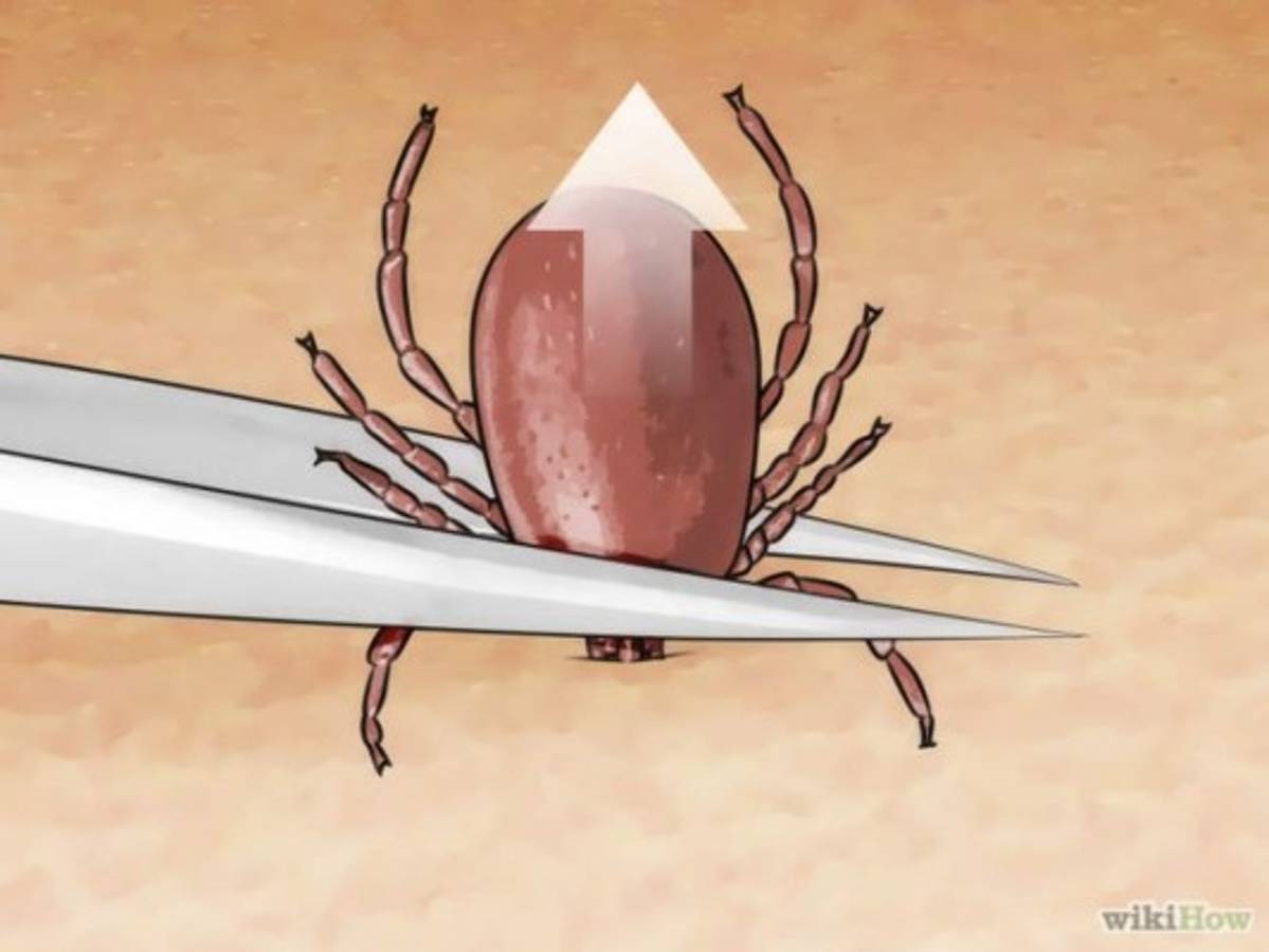 Acabe con los patacones y garrapatas de su mascota