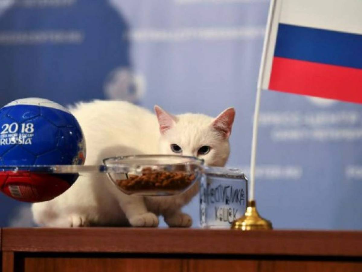 Punto para el gato Aquiles en el Mundial de Rusia 2018